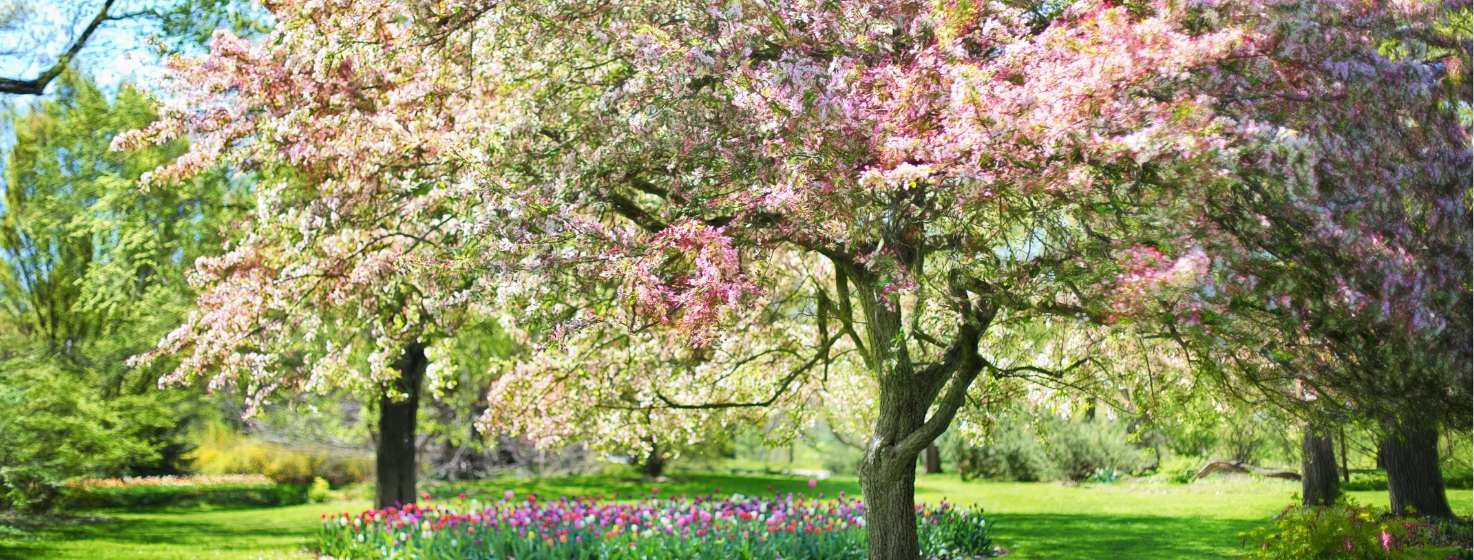 Let’s Have HSDC In the Spring!