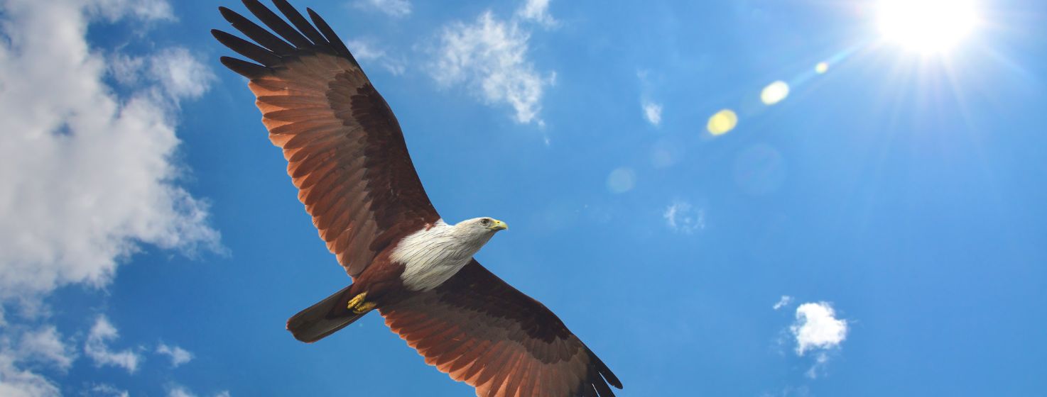 Soaring Higher Than School